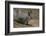 Albert Squirrel-DLILLC-Framed Photographic Print