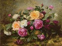Roses - the Perfection of Summer-Albert Williams-Giclee Print