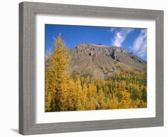 Alberta, Banff National Park-John Barger-Framed Photographic Print