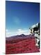 Premium Photographic Print