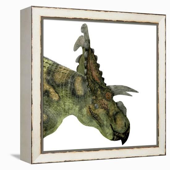 Albertaceratops Dinosaur Head-Stocktrek Images-Framed Stretched Canvas