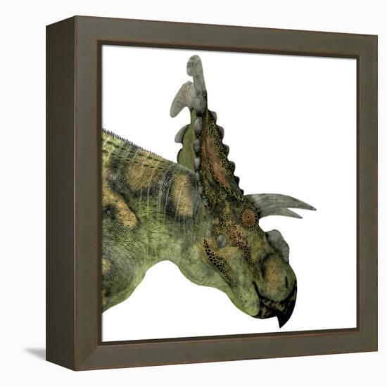 Albertaceratops Dinosaur Head-Stocktrek Images-Framed Stretched Canvas