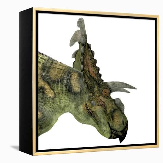 Albertaceratops Dinosaur Head-Stocktrek Images-Framed Stretched Canvas