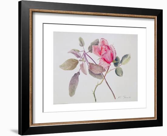 Albertine Opening and Sage, 2001-Rebecca John-Framed Giclee Print