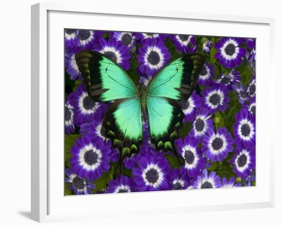 Albertisi Swallowtail on Flowers-Darrell Gulin-Framed Photographic Print