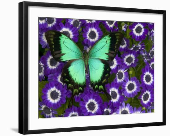 Albertisi Swallowtail on Flowers-Darrell Gulin-Framed Photographic Print