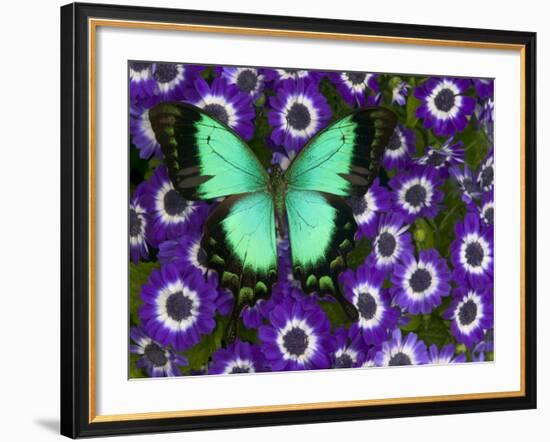 Albertisi Swallowtail on Flowers-Darrell Gulin-Framed Photographic Print