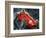 Alberto Ascari Driving a Maserati-English School-Framed Giclee Print