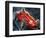 Alberto Ascari Driving a Maserati-English School-Framed Giclee Print