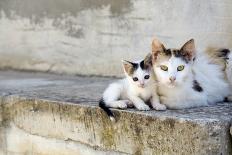 Two Cats on Stone Steps-Alberto Coto-Premium Photographic Print