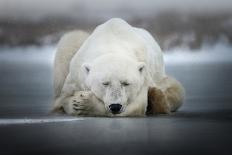 Encounters in Serengeti-Alberto Ghizzi Panizza-Framed Art Print