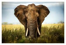 Encounters in Serengeti-Alberto Ghizzi Panizza-Photographic Print