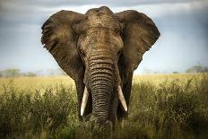 Encounters in Serengeti-Alberto Ghizzi Panizza-Photographic Print