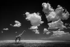 Encounters in Serengeti-Alberto Ghizzi Panizza-Framed Art Print
