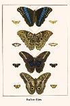 Butterflies-Albertus Seba-Art Print