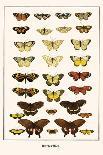 Butterflies-Albertus Seba-Art Print
