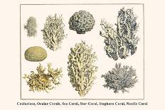 Sedentary Sea Organisms, Algae, Black Coral-Albertus Seba-Art Print