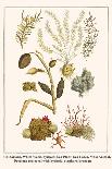 Cnidarians, Ocular Corals, Sea Coral, Star Coral, Staghorn Coral, Needle Coral-Albertus Seba-Art Print
