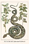 Garden Boa with Australian Blackwood-Albertus Seba-Art Print