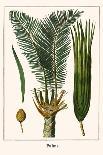 Palms-Albertus Seba-Art Print