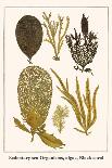 Sedentary Sea Organisms, Algae, Black Coral-Albertus Seba-Art Print