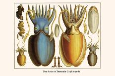 Ten Arm or Tentacle Cephlopods-Albertus Seba-Art Print