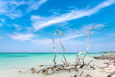 Branches on the Beach of Cayo Jutias in the Pinar Del Rio Region in Cuba.-Albin Hillert-Photographic Print