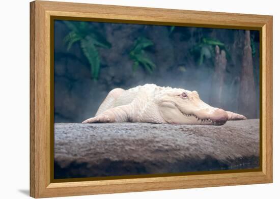 Albino Alligator-Lantern Press-Framed Stretched Canvas