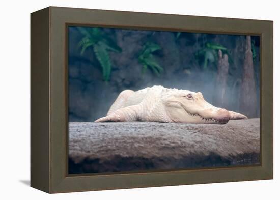 Albino Alligator-Lantern Press-Framed Stretched Canvas