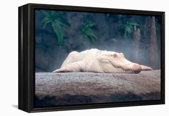 Albino Alligator-Lantern Press-Framed Stretched Canvas