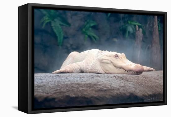 Albino Alligator-Lantern Press-Framed Stretched Canvas