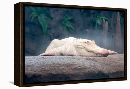 Albino Alligator-Lantern Press-Framed Stretched Canvas