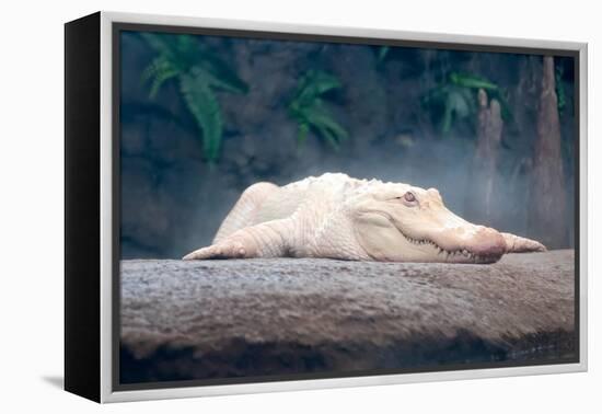 Albino Alligator-Lantern Press-Framed Stretched Canvas