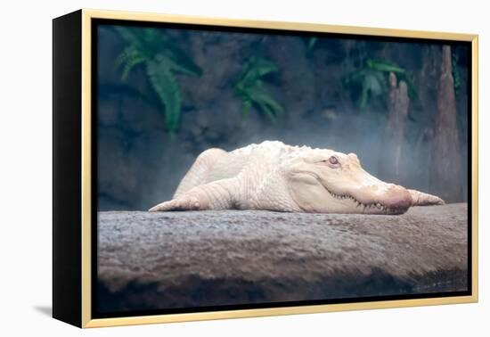 Albino Alligator-Lantern Press-Framed Stretched Canvas
