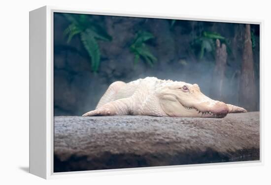 Albino Alligator-Lantern Press-Framed Stretched Canvas