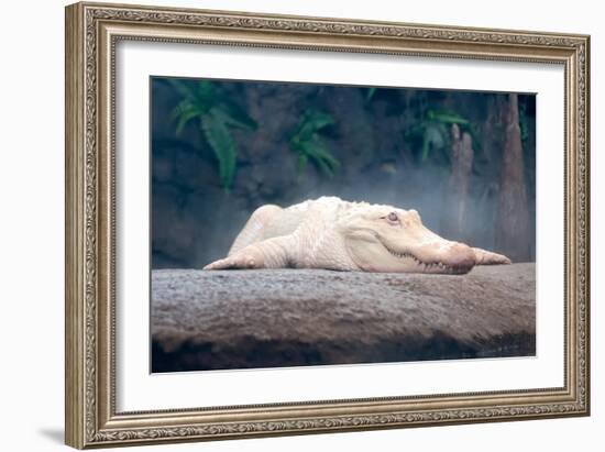 Albino Alligator-Lantern Press-Framed Art Print