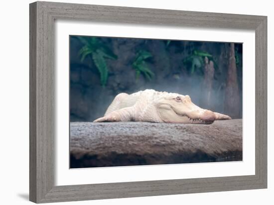 Albino Alligator-Lantern Press-Framed Art Print