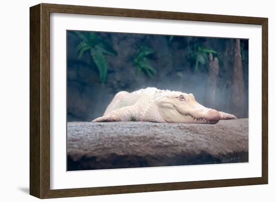 Albino Alligator-Lantern Press-Framed Art Print