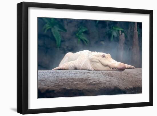 Albino Alligator-Lantern Press-Framed Art Print