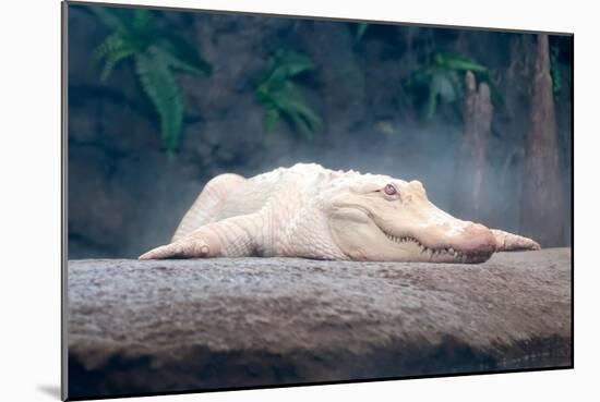 Albino Alligator-Lantern Press-Mounted Art Print