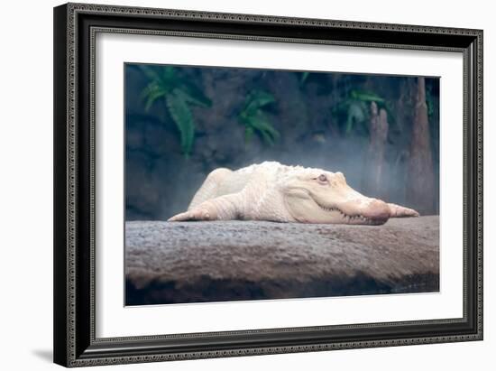 Albino Alligator-Lantern Press-Framed Art Print