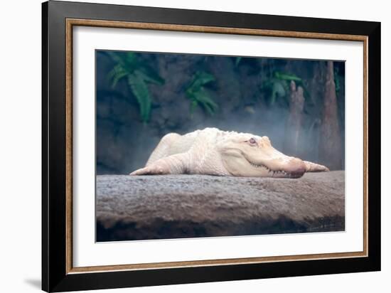 Albino Alligator-Lantern Press-Framed Premium Giclee Print