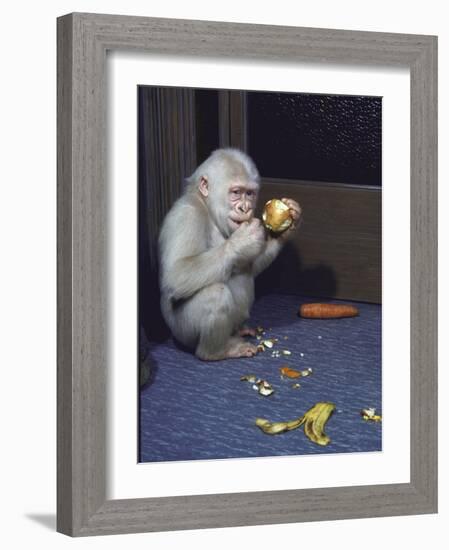 Albino Baby Gorilla Named Snowflake in Apartment of Barcelona Zoo's Veterinarian-Loomis Dean-Framed Photographic Print