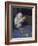 Albino Baby Gorilla Named Snowflake in Apartment of Barcelona Zoo's Veterinarian-Loomis Dean-Framed Photographic Print