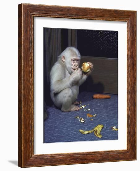 Albino Baby Gorilla Named Snowflake in Apartment of Barcelona Zoo's Veterinarian-Loomis Dean-Framed Photographic Print