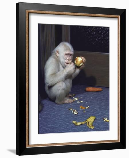 Albino Baby Gorilla Named Snowflake in Apartment of Barcelona Zoo's Veterinarian-Loomis Dean-Framed Photographic Print