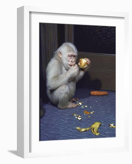 Albino Baby Gorilla Named Snowflake in Apartment of Barcelona Zoo's Veterinarian-Loomis Dean-Framed Photographic Print