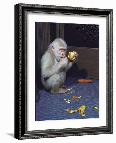 Albino Baby Gorilla Named Snowflake in Apartment of Barcelona Zoo's Veterinarian-Loomis Dean-Framed Photographic Print