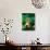 Albino Bull Frog Diving-David Northcott-Photographic Print displayed on a wall