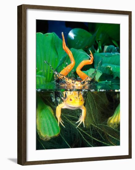 Albino Bull Frog Diving-David Northcott-Framed Photographic Print